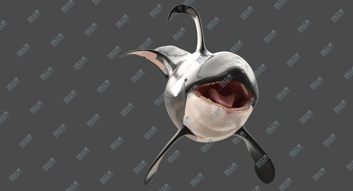 images/goods_img/20210313/Killer Whale Adult Rigged/5.jpg